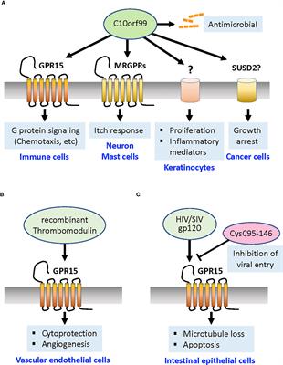Emerging roles of a chemoattractant receptor GPR15 and ligands in pathophysiology
